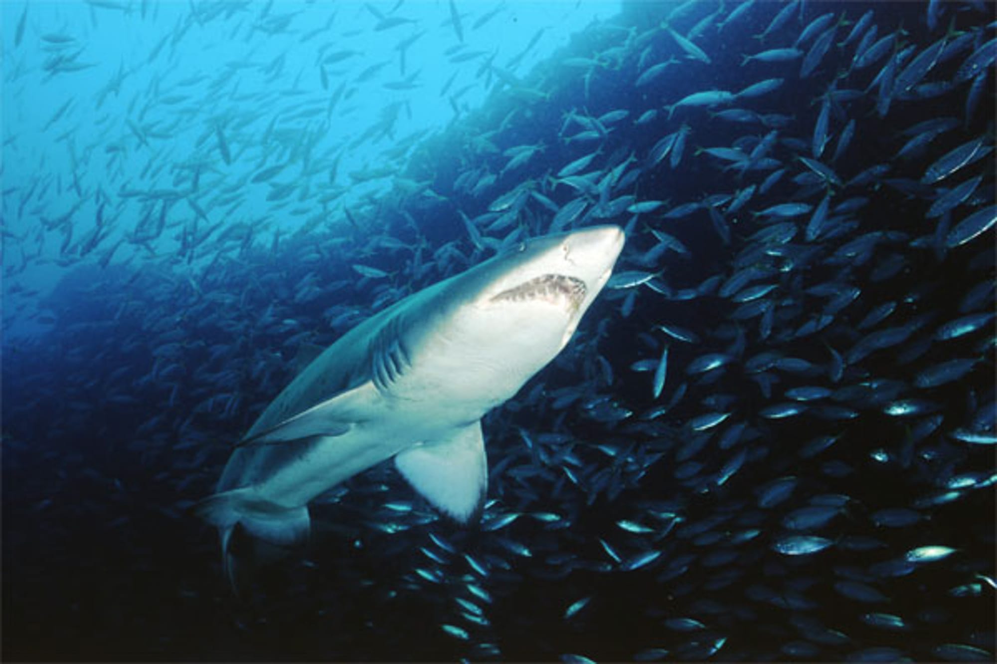 Grey Nurse Shark