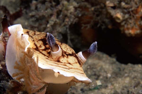 Aphelodoris varia