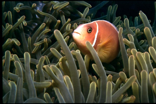 Pink Anemone Fish