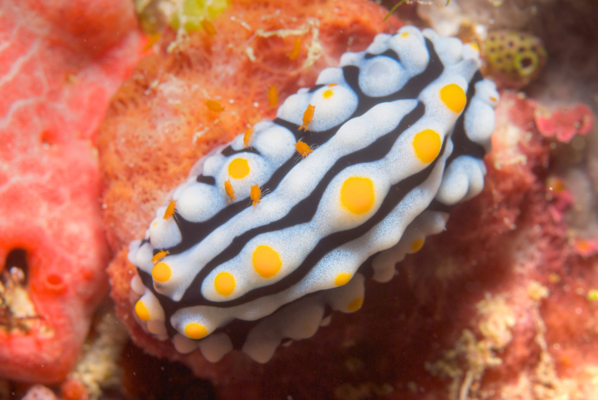 Mite on Nudi Action