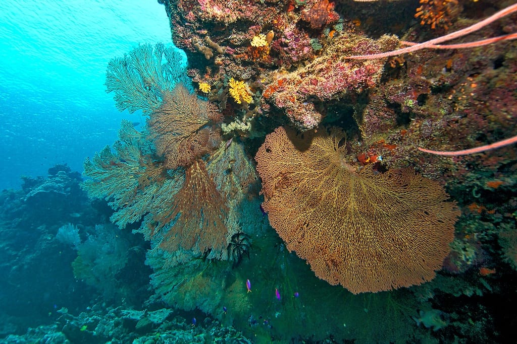 Gorgonians at Uepi Point