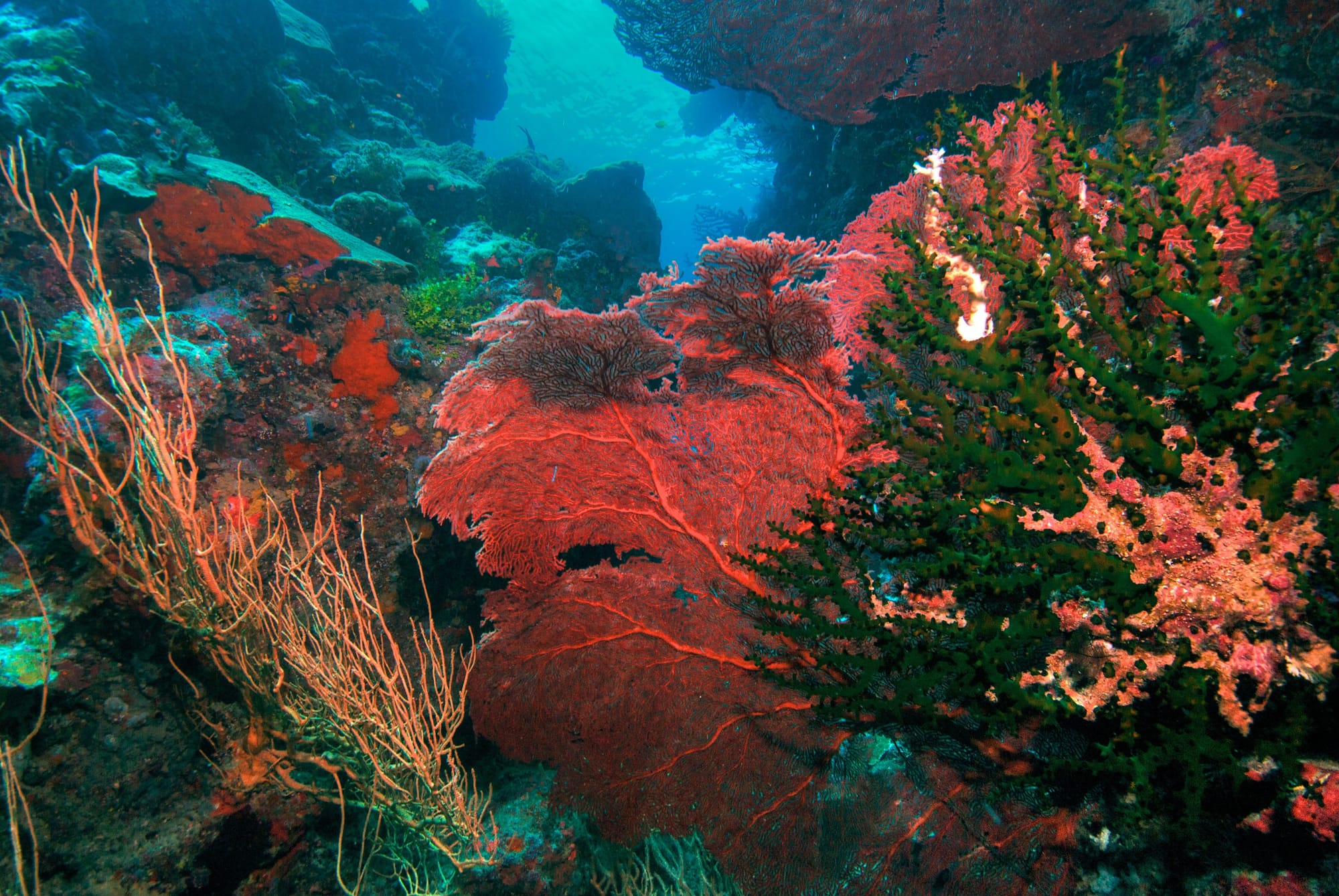 Billy Ghizo's Gorgonian Gardens