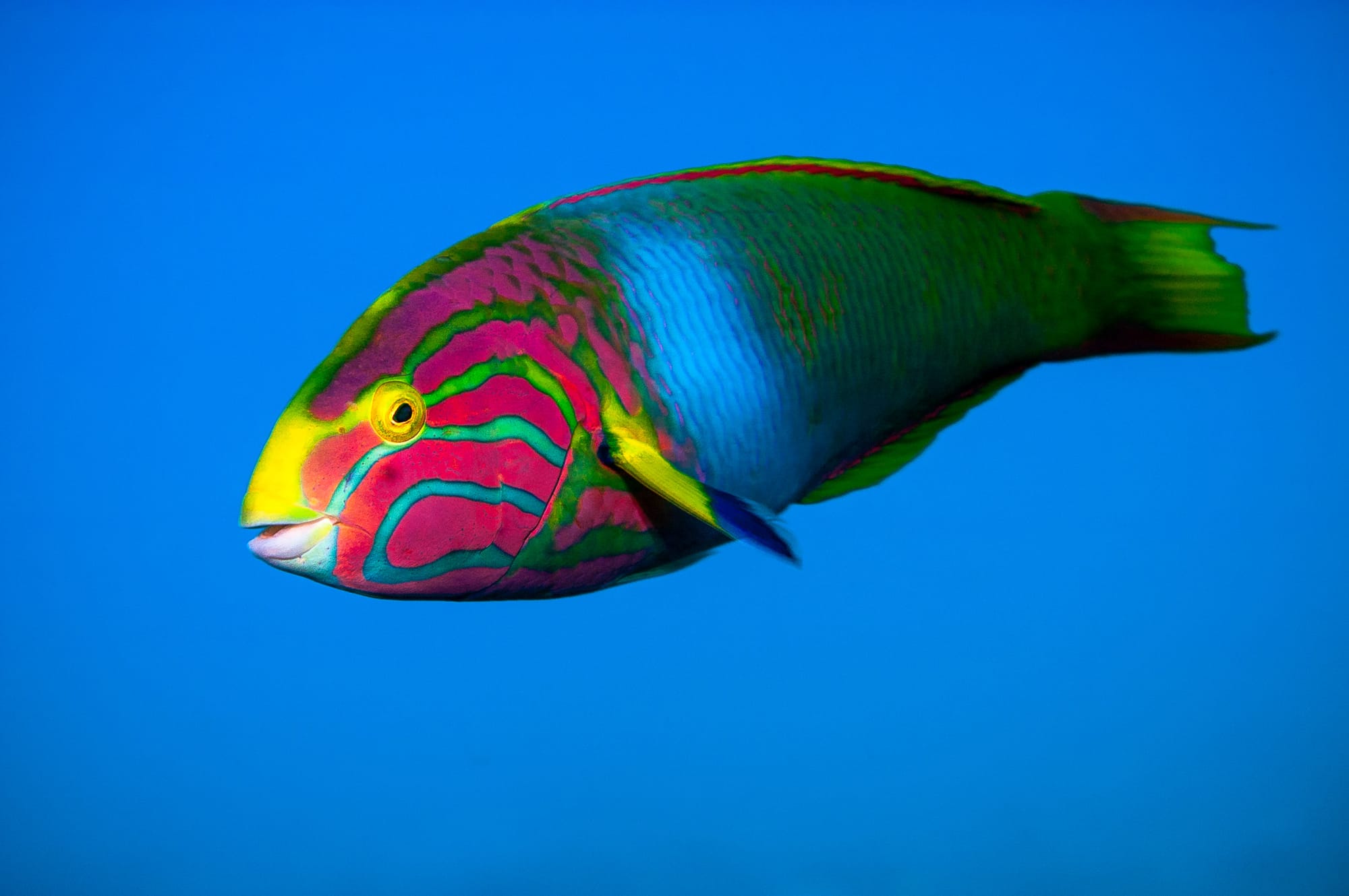 Wrasse in the Blue