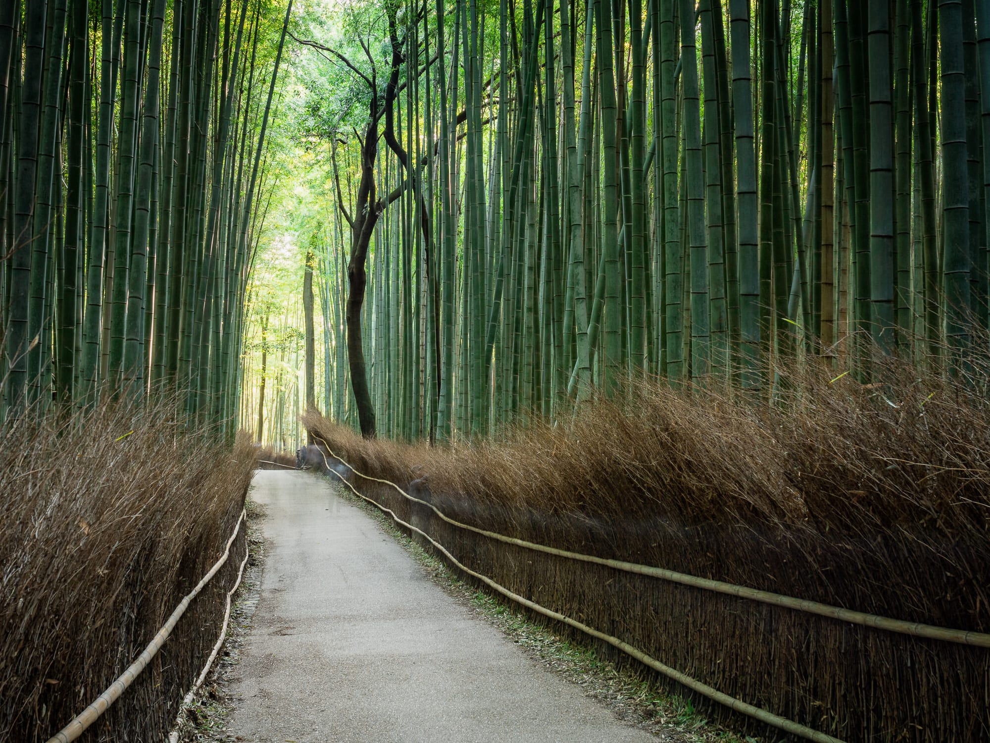 Arashiyama