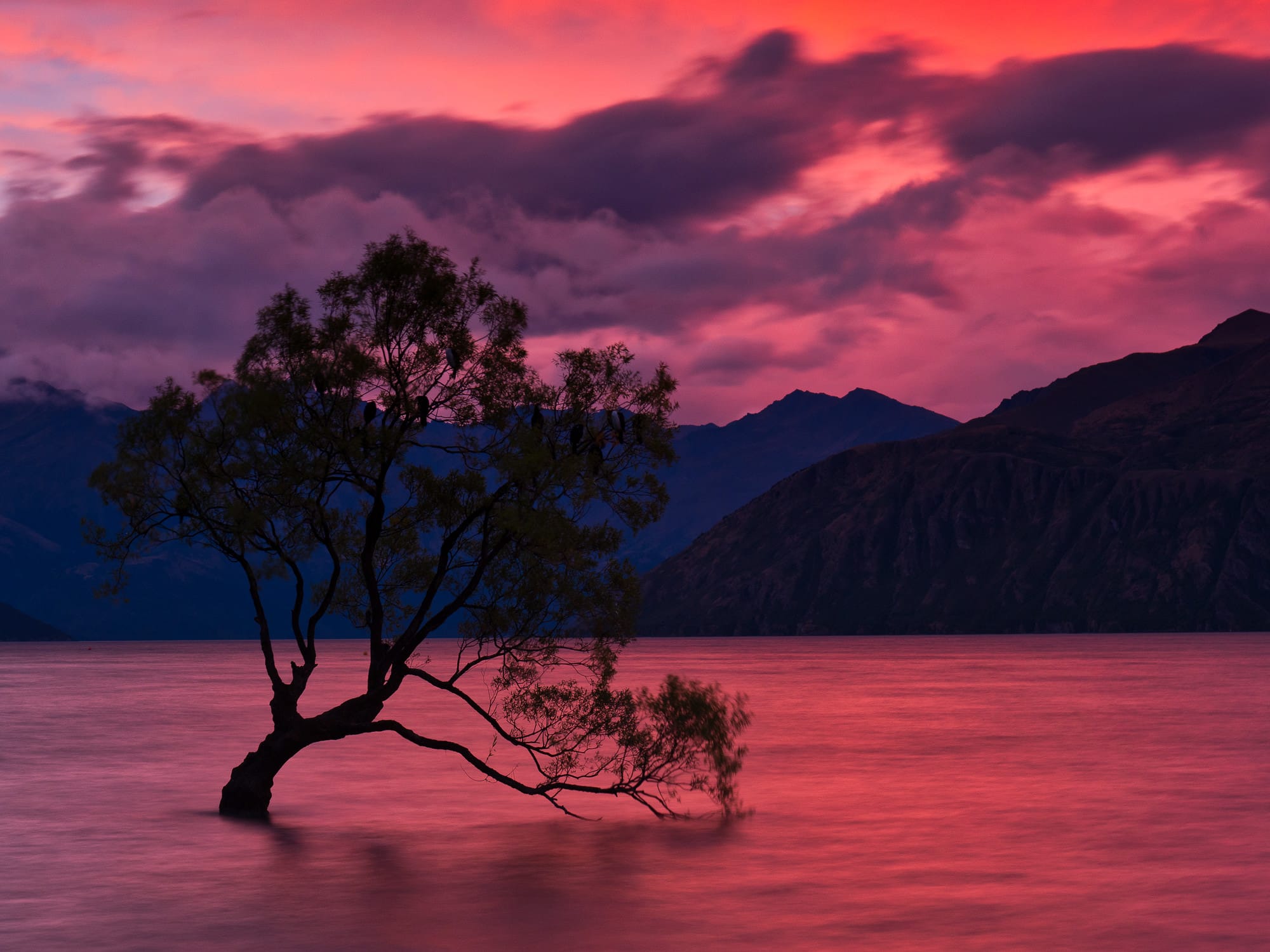 That Wanaka Willow