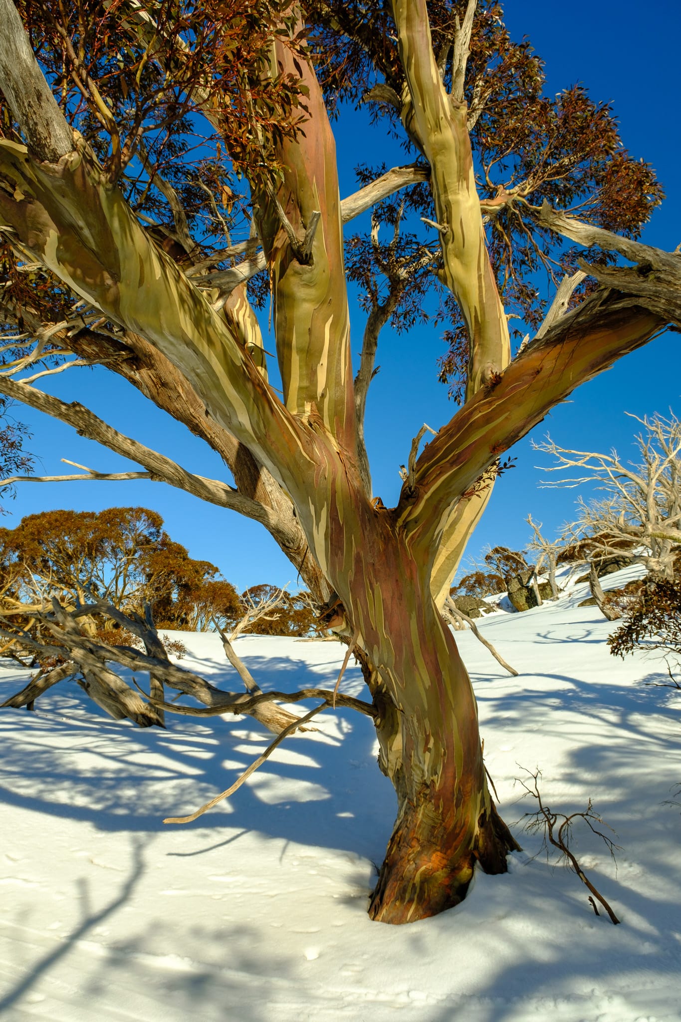 Snowgum Blue and White