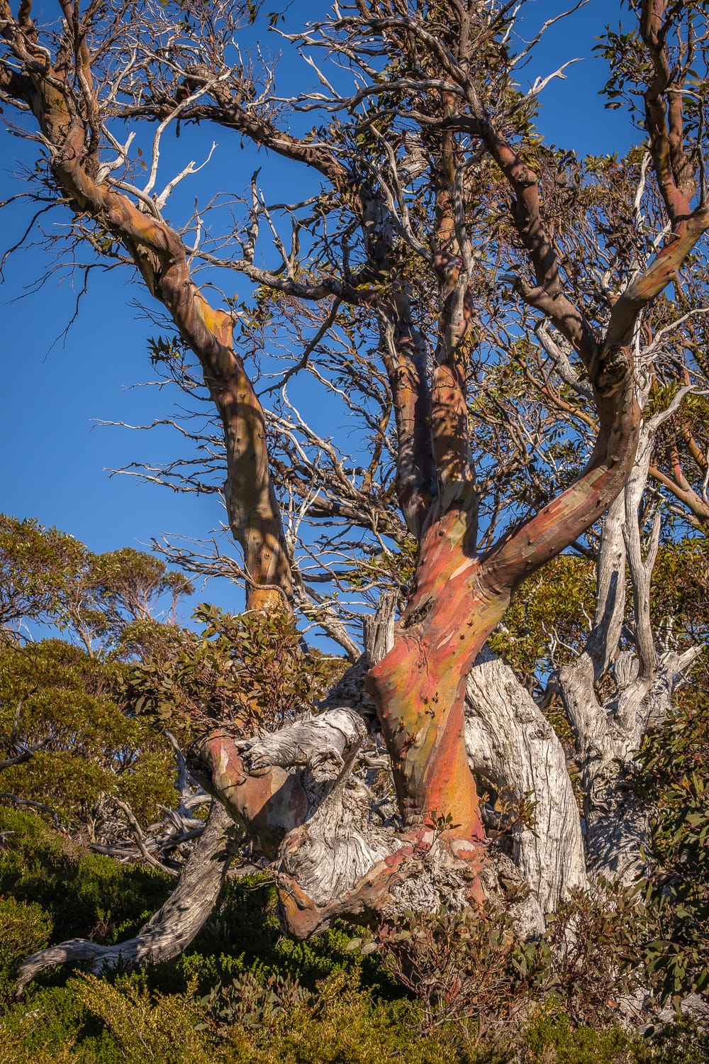 Charlotte's Snowgum