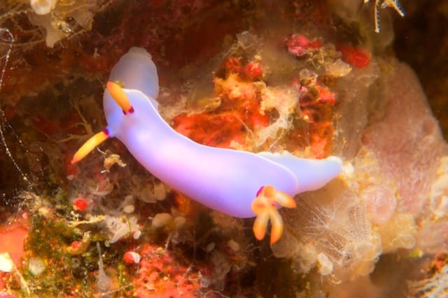 Nudi Feasting