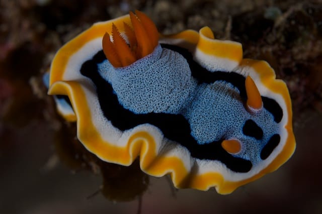 Photo of the Day: Chromodoris Annae Nudibranch