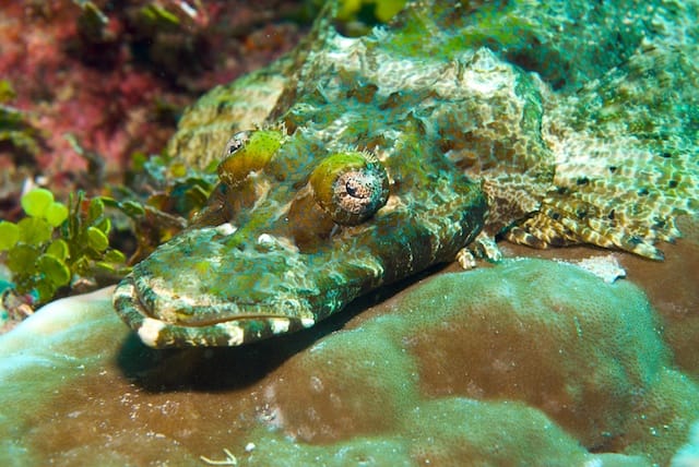 Forlorn Crocodile Fish