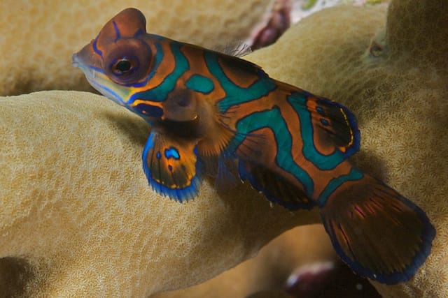 Mandarin Fish on Coral