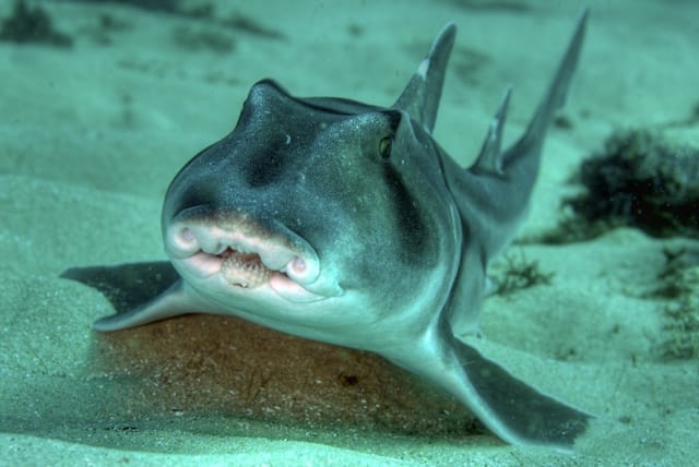 Port Jackson Shark at Oak Park