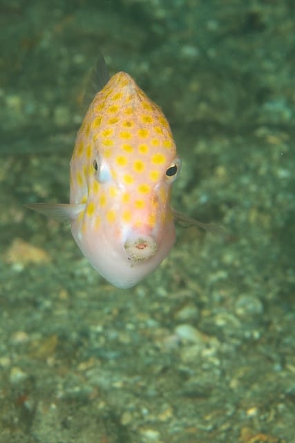 Pygmy Leatherjacket at Shiprock