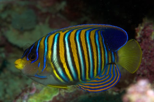 Regal Angelfish