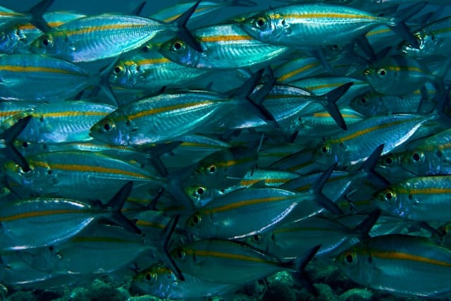 Schooling Fish at Luaudi