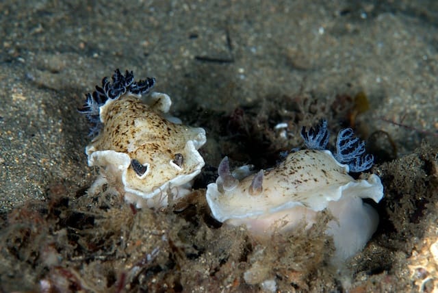 Variable Aphelodoris on a Collision Course