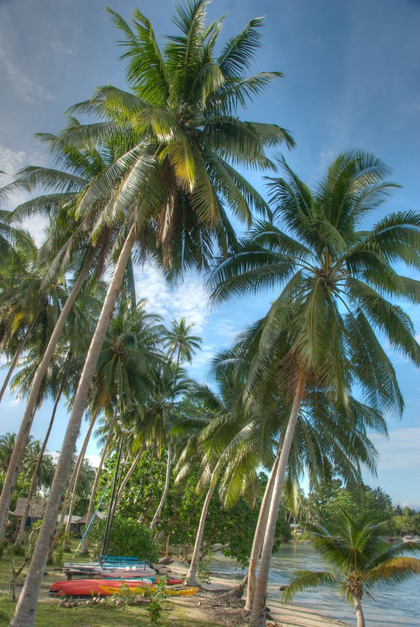 Uepi Island Palms