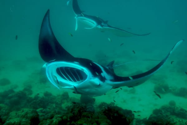 Swooping Manta Rays