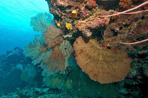 Fans of the Sea