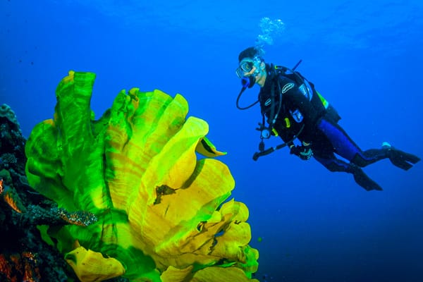 Diver & Elephant Ear Coral