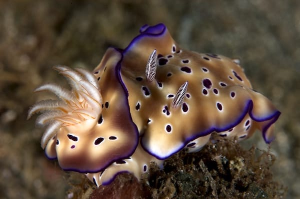 Cuddling Nudis