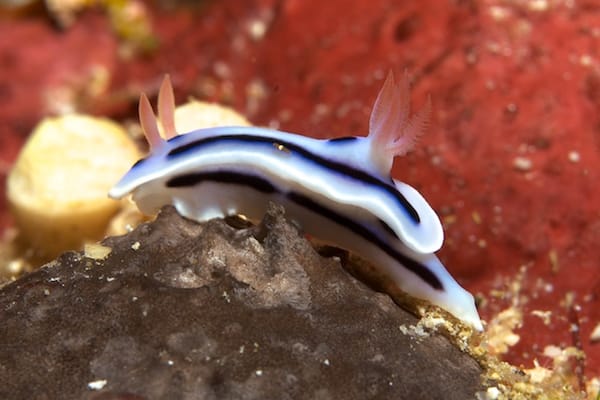 Chromodoris lochi and Passenger