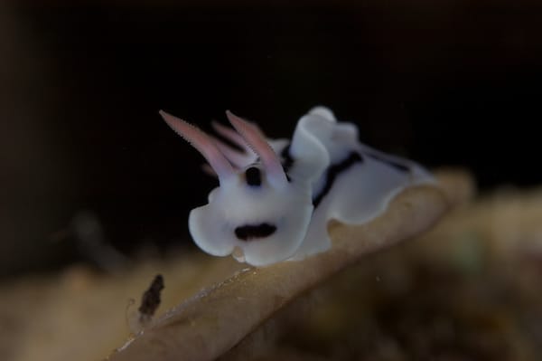 Chromodoris lochi on the Move