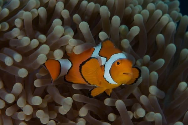 Clown Anemone Fish