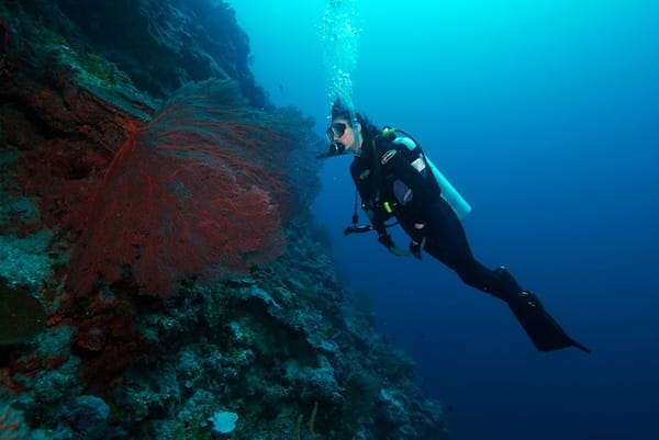 Diver and Sea Fan