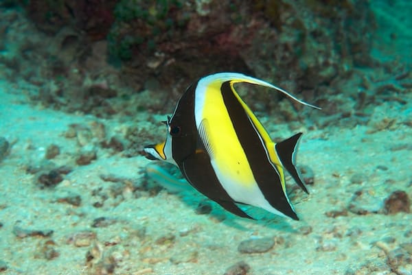 Moorish Idol on the Bottom Of The Channel