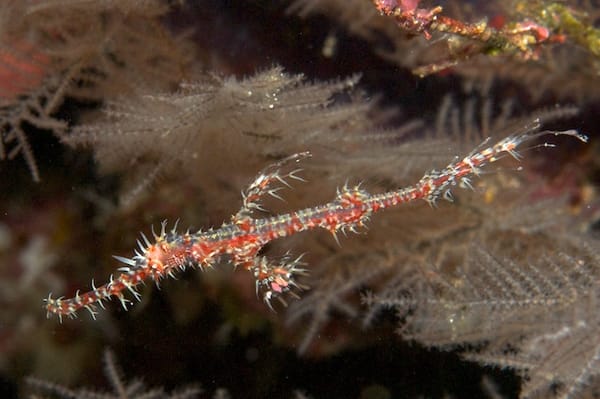 Ornate Ghost Pipefish at Uepi