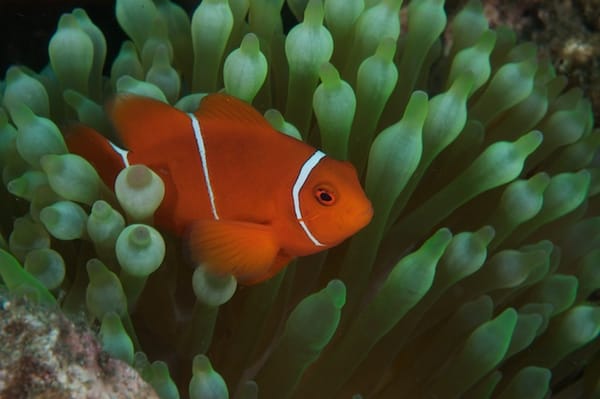 Spinecheek Anemonefish